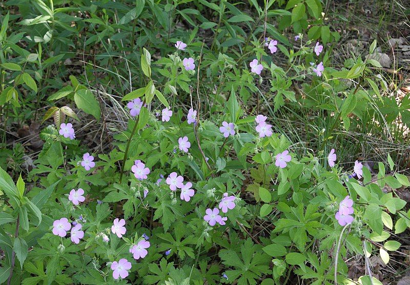 File:WildflowersBarnBluffMN.jpg