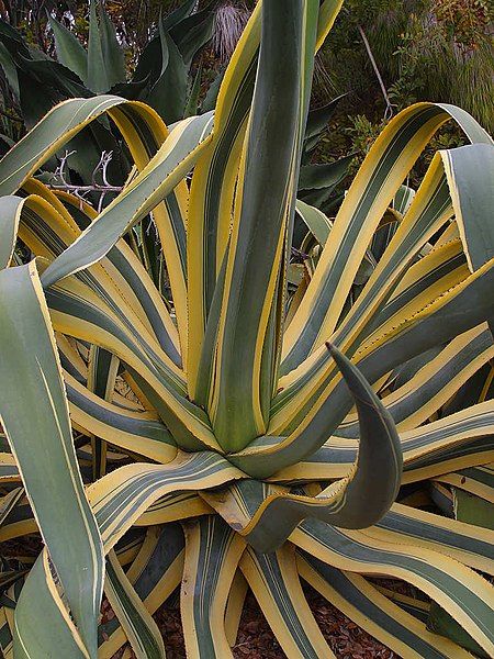 File:Agave americana74.jpg