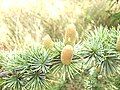 Cedrus male catkins