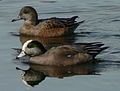 American Wigeon, Anas americana