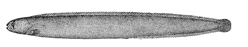 File:Apodichthys flavidus.jpg