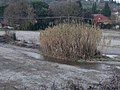 Arundo donax in a cold environment