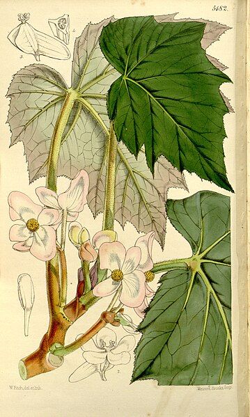 File:Begonia palmata.jpg