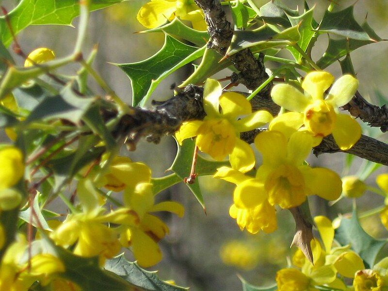 File:Berberis harrisoniana 005.jpg