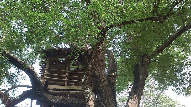 File:Big tree house.jpg