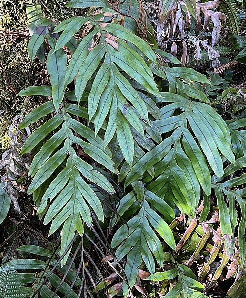 File:Blechnum colensoi MRD.jpg