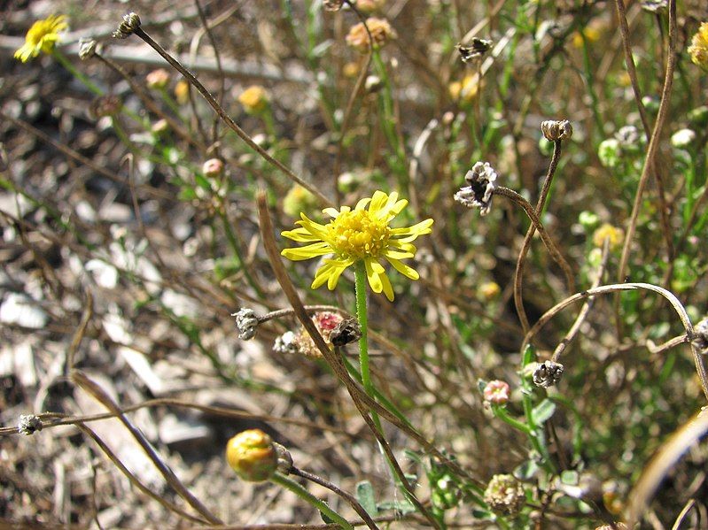 File:Brachyscome chrysoglossa.jpg