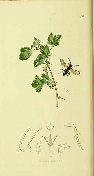 File:Britishentomologyvolume4Plate419.jpg