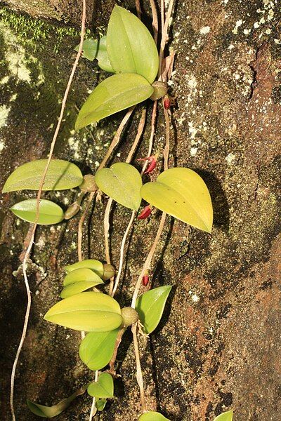 File:Bulbophyllum membranaceum raab.jpg