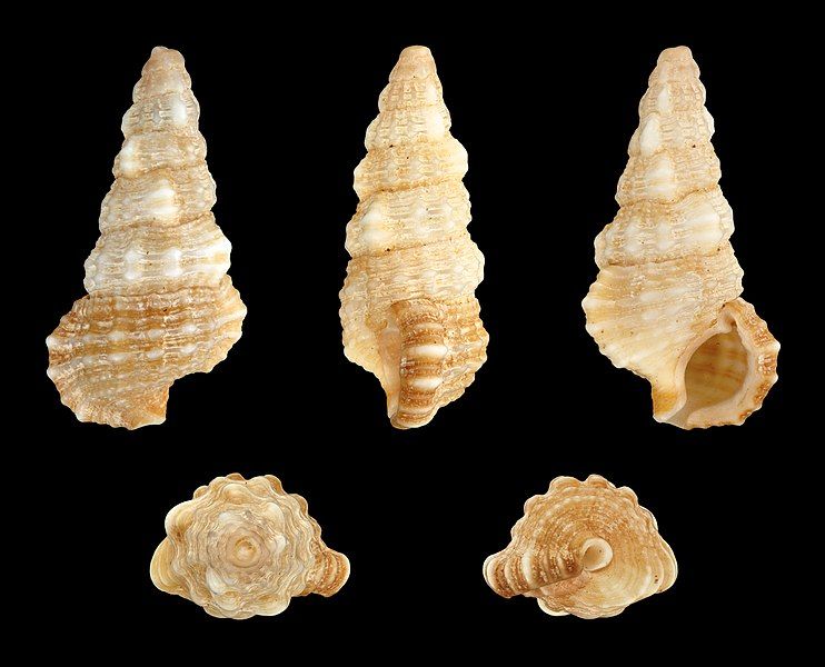 File:Cerithium dialeucum 01.JPG