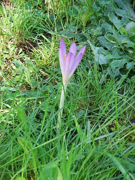 File:Colchicum cilicicum000.jpg