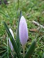 Colchicum hungaricum opening