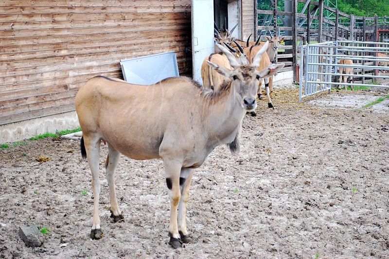 File:Common-elland-Taurotragus-oryx-001.jpg