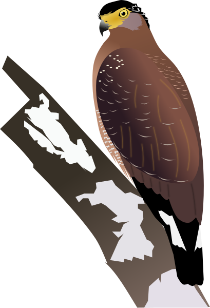 File:Crested Serpent Eagle.svg