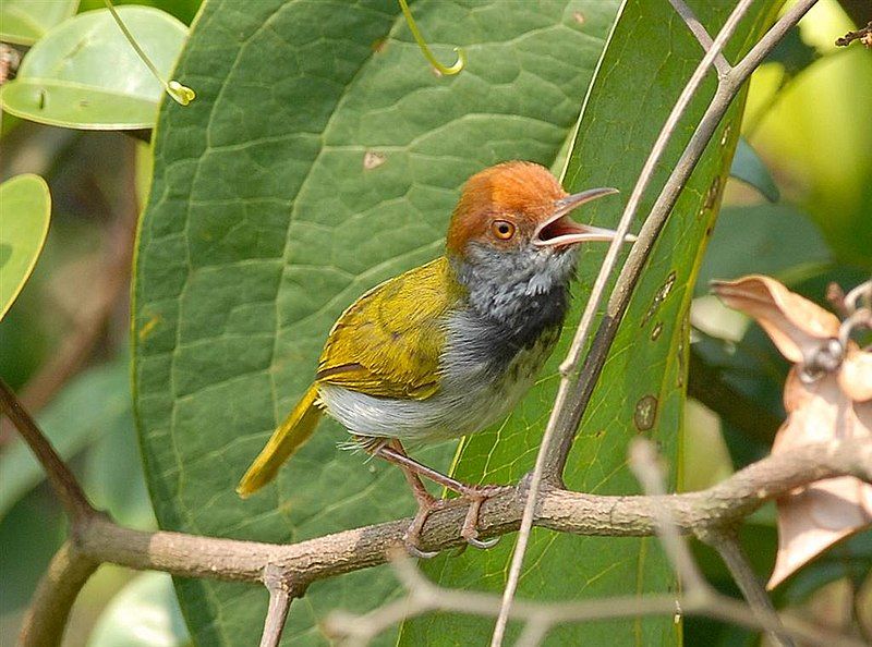 File:Dark-necked Tailorbird.jpg