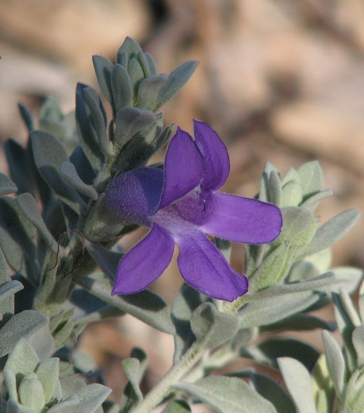 File:Eremophila hygrophana.jpg