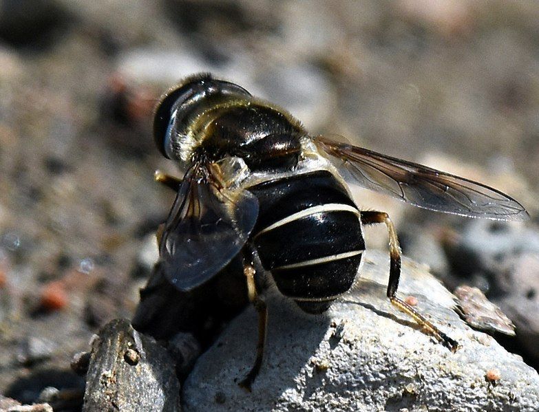 File:Eristalis obscura 44512853.jpg