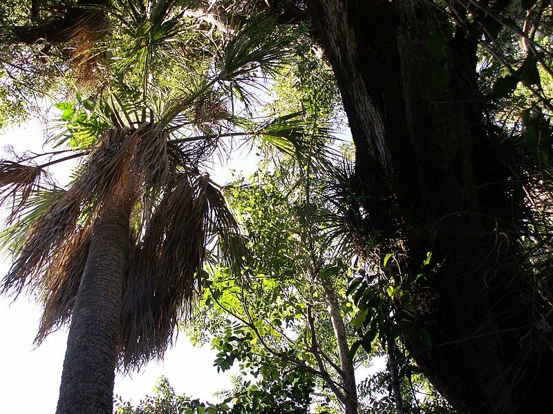 File:Everglades Hammock Center.JPG