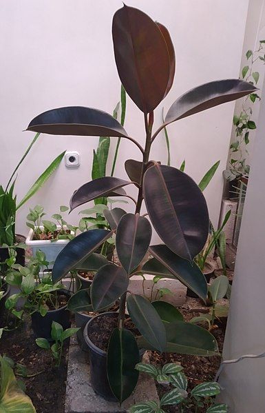 File:Ficus10.jpg