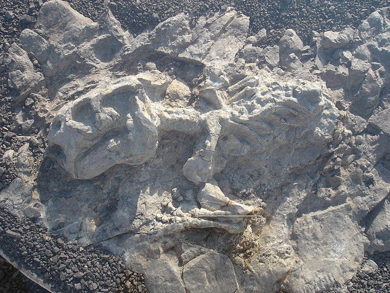 File:Fossil tetrapod.jpg