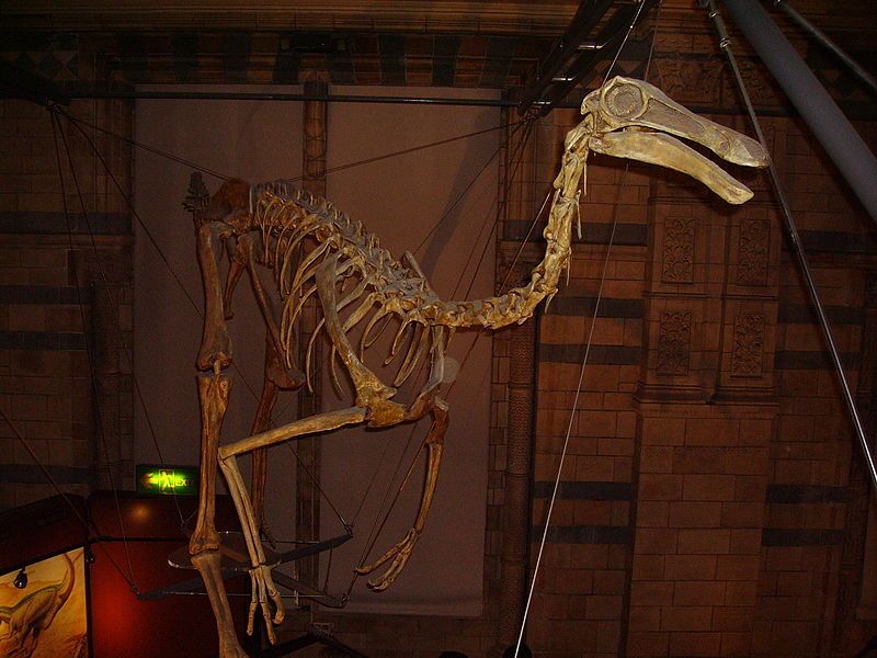 File:Gallimimus 1 NHM.JPG