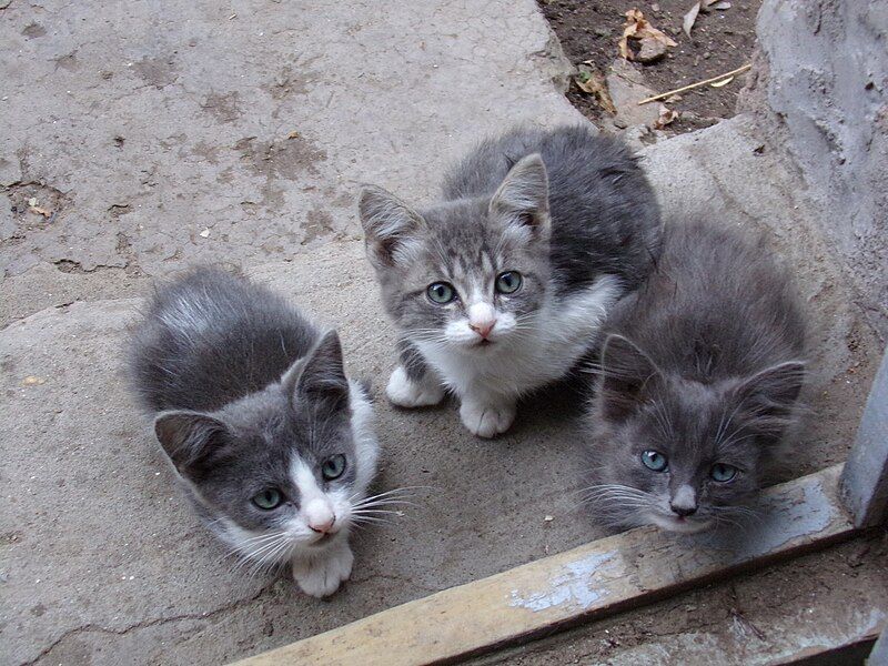 File:Gatitos chubutentes 01.JPG