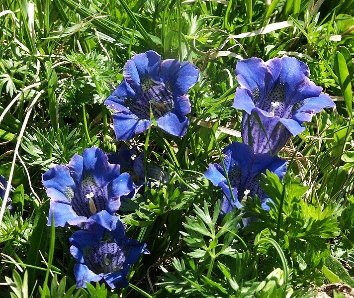 File:Gentiana acaulis 010706a.jpg