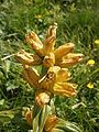 Gentiana punctata