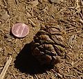 Giant Sequoia cone