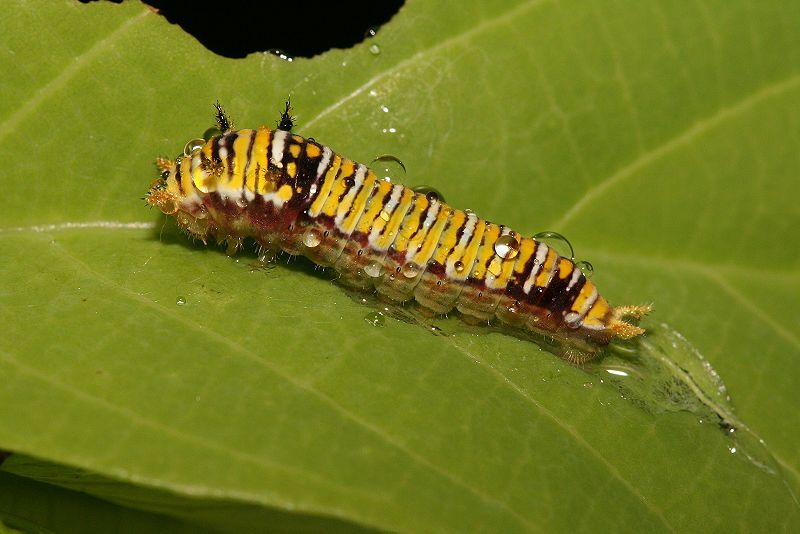 File:Graphium caterpillar alt.jpg