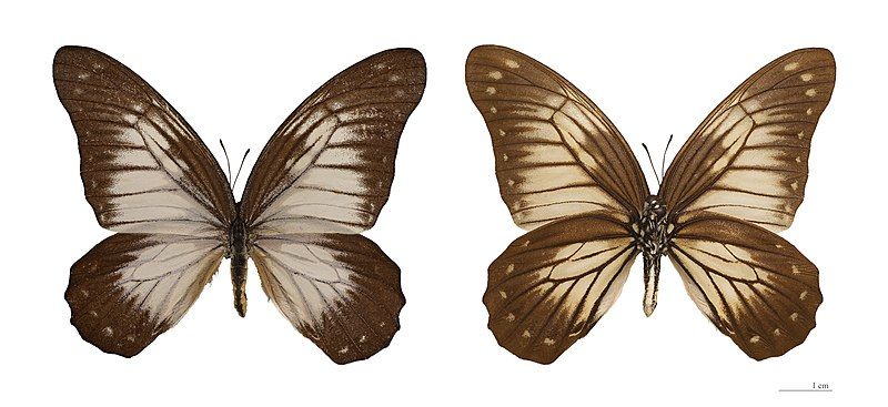 File:Graphium encelades MHNT.jpg