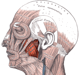 Left masseter muscle (red highlight)