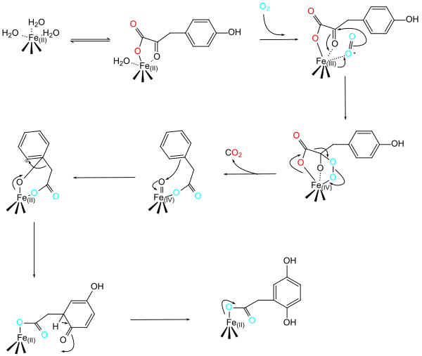 Proposed Reaction Mechanism of HPPD