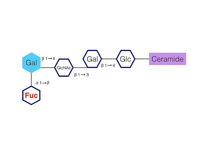 File:H Antigen Structure.001.jpg