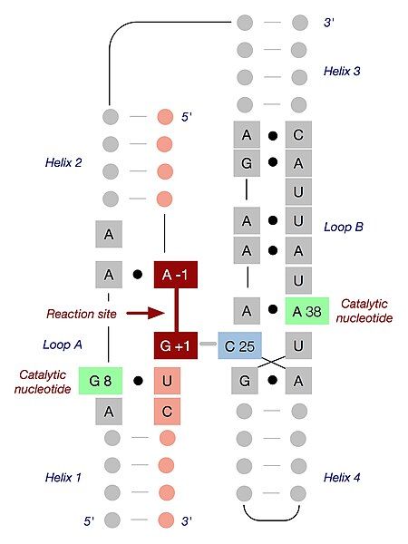 File:Hairpin-ribozyme-tertiary-structure-v2.jpg