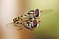 The "Flying Fuck" award -- Congratulations on Fuck (film) becoming a Featured Article! (Here are some hoverflies celebrating in the only way they know how.) You put in a lot of work, and it's paid off. It was about the most organized nomination I've ever seen. And if you think no one gives a flying fuck, well, clearly that's not true. All the best, – Quadell (talk) 14:03, 21 November 2013 (UTC)