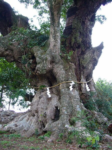 File:Huma-Machilus thunbergii,chiba,japan.JPG