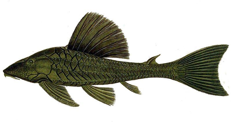 File:Hypostomus commersoni 2.jpg