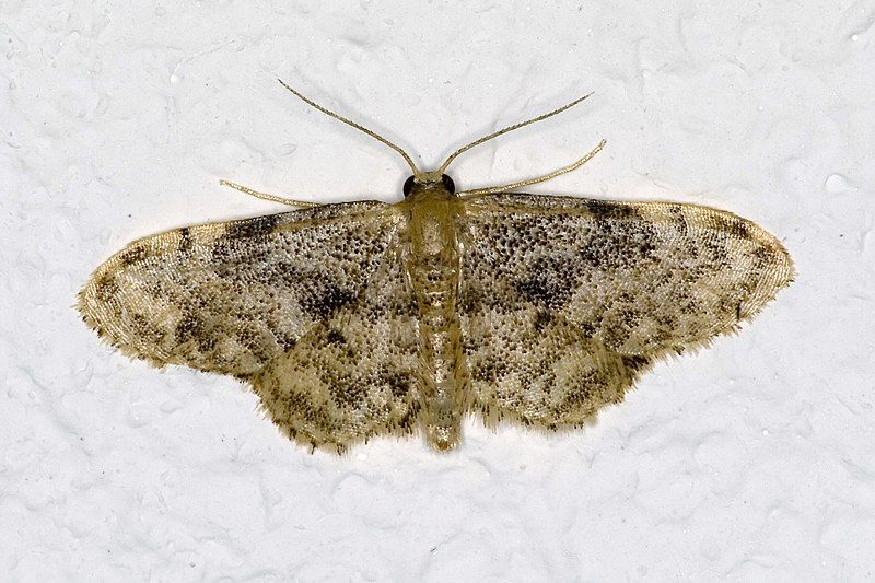 File:Idaea.inquinata.7226.jpg