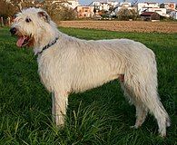 Irish Wolfhound with white coat