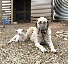 Flock guardian