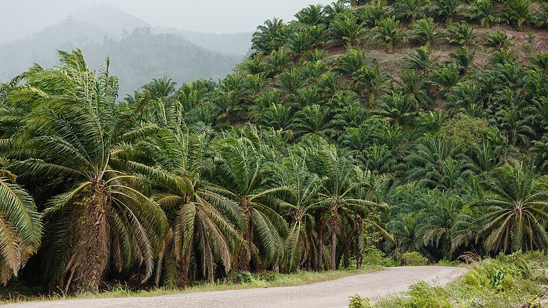 File:Kunak-District Sabah Oil-palm-plantation-01.jpg