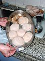 A pan of scallops is shown being held by human hands