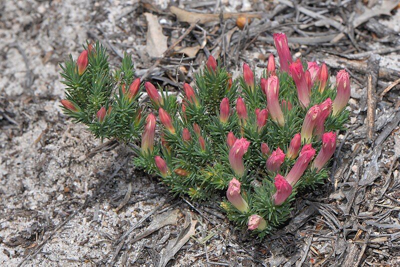 File:Lechenaultia tubiflora.jpg