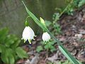 Leucojum aestivum