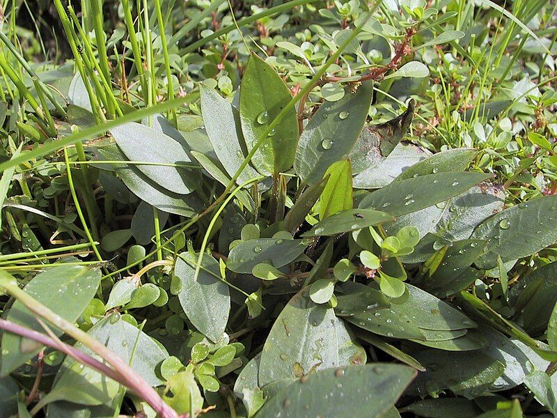 File:Luronium rosette.jpg