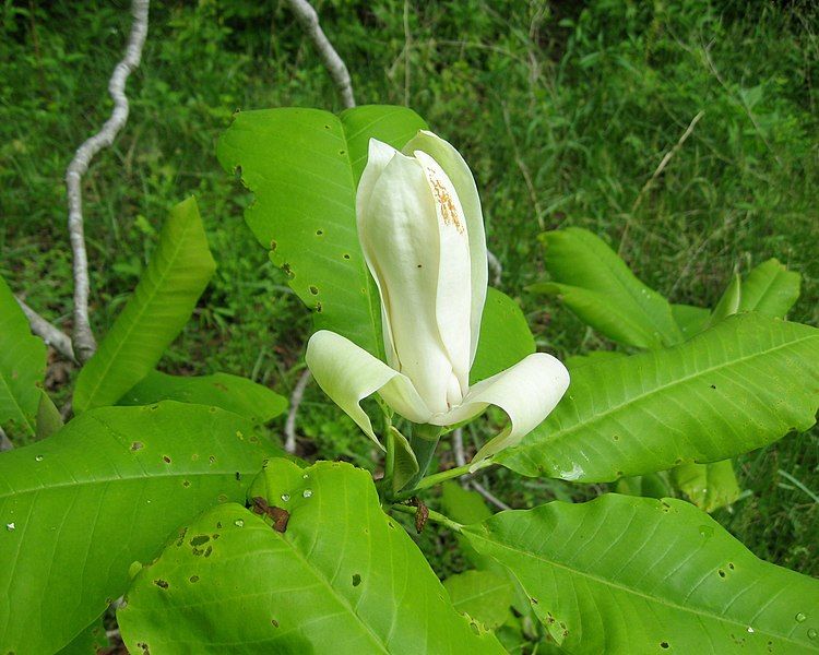 File:Magnolia tripetala flower.jpg