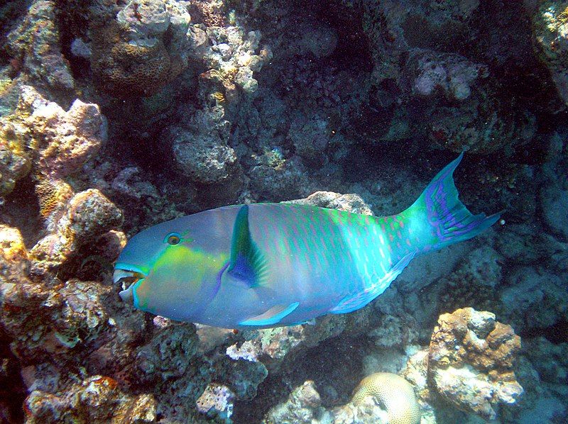 File:Maldives Parrotfish (Scaridae).jpg