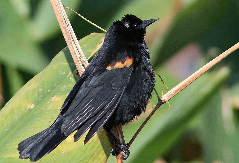 File:Male Red-Winged Blackbird.jpg