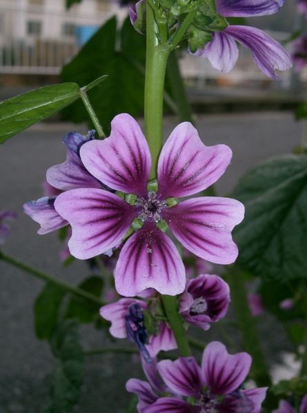 File:Malva sylvestris3.jpg